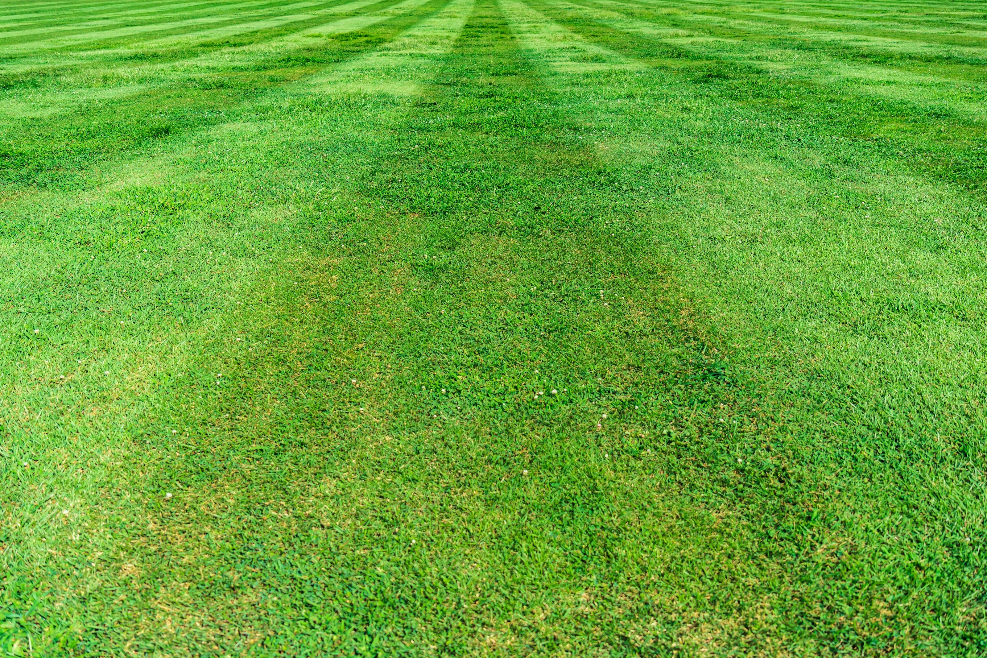 Healthy striped green lawn in full sun