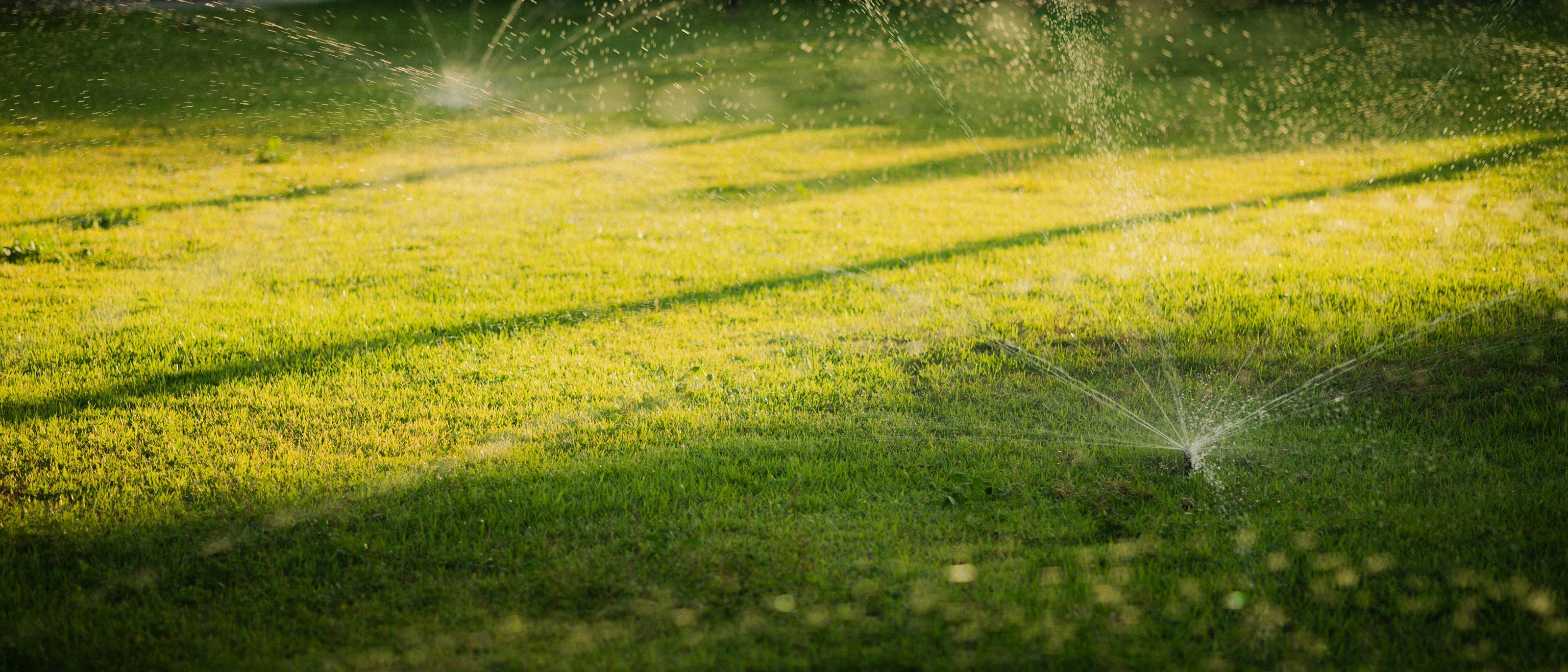 Pop-up sprinklers watering a green lawn in late afternoon light